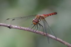 Sympetrum darwinianum