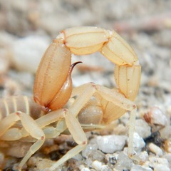 Vaejovidae