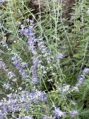 Salvia yangii