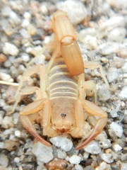 Vaejovidae