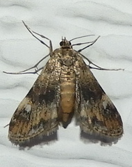 Elophila obliteralis