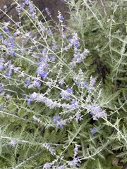 Salvia yangii