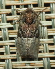 Meropleon diversicolor