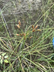 Fimbristylis castanea