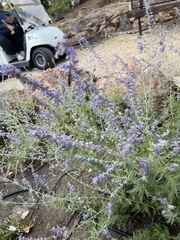 Salvia yangii