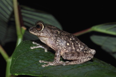 Raorchestes ponmudi