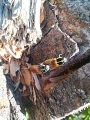 Epistomentis pictus