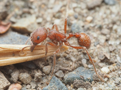 Pogonomyrmex occidentalis
