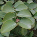 Breynia fruticosa - Photo (c) Kenny, algunos derechos reservados (CC BY-NC-SA)