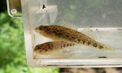 Etheostoma spectabile
