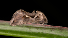 Chrysodeixis eriosoma