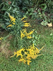 Solidago canadensis