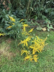 Solidago canadensis