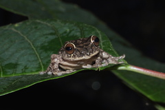Raorchestes ponmudi
