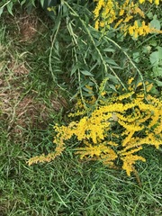 Solidago canadensis