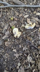 Pseudosperma sororium