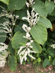 Reynoutria japonica