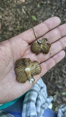 Pseudosperma sororium