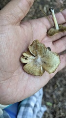 Pseudosperma sororium