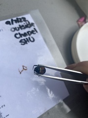 Geotrupes splendidus