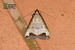 Bocula bifaria