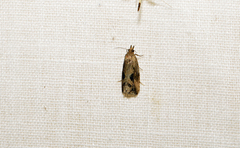 Proteoteras crescentana