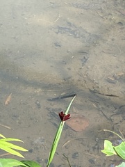 Neurothemis taiwanensis