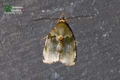 Lasiolopha saturata