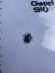 Geotrupes splendidus