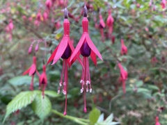 Fuchsia