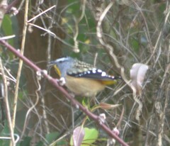 Pardalotus punctatus