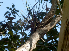 Dendrobium canaliculatum