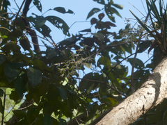 Dendrobium canaliculatum