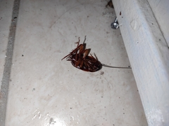 Periplaneta americana