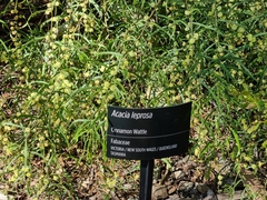 Acacia leprosa