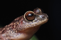 Raorchestes ponmudi