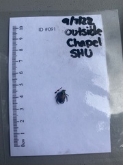 Geotrupes splendidus