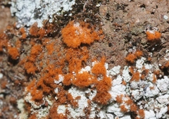 Trentepohlia aurea