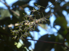 Dendrobium canaliculatum