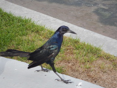 Quiscalus major westoni