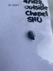 Geotrupes splendidus