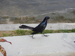 Quiscalus major westoni