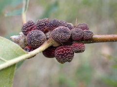 Kokkocynips imbricariae