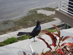 Quiscalus major westoni