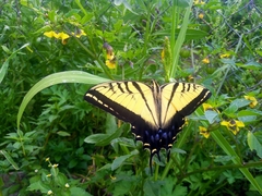 Papilio multicaudata multicaudata