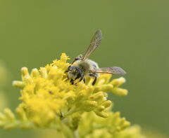 Andrena hirticincta
