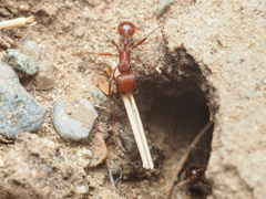 Pogonomyrmex occidentalis