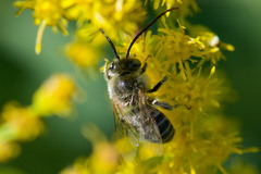 Melissodes druriellus