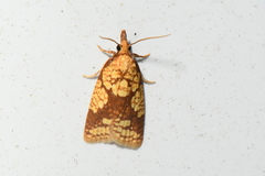 Cenopis ferreana