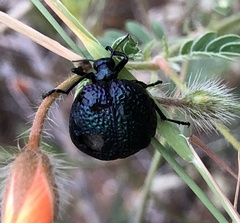 Cysteodemus wislizeni